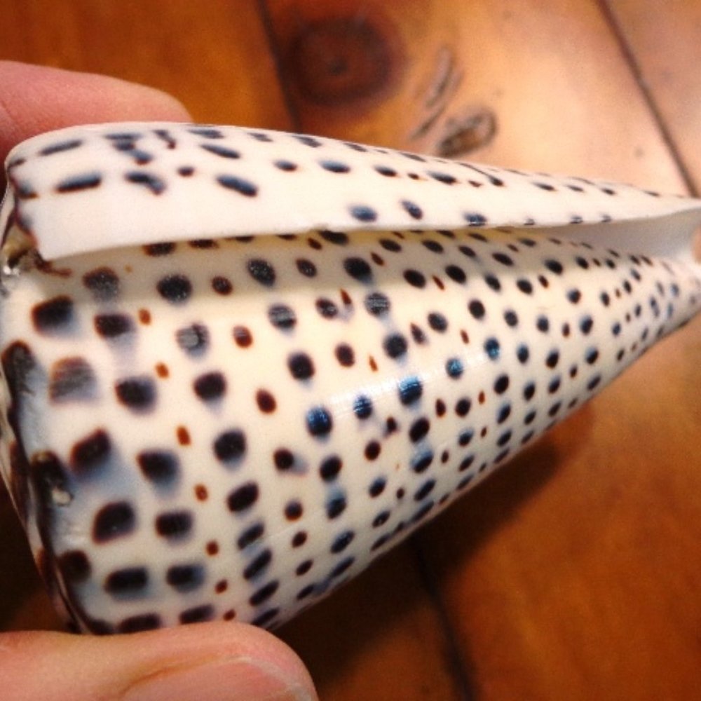 Sea Shell Conus Leopardus Authentic Natural 3 - 3